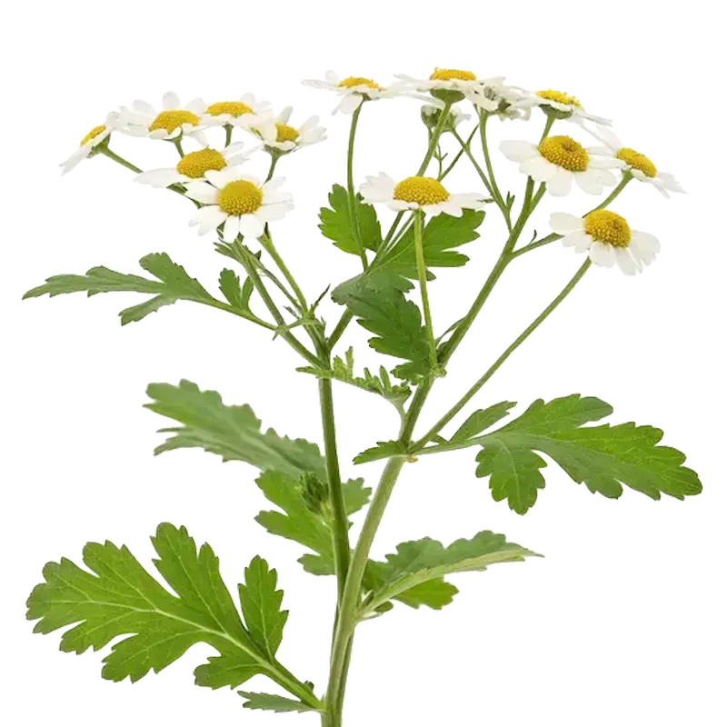Feverfew