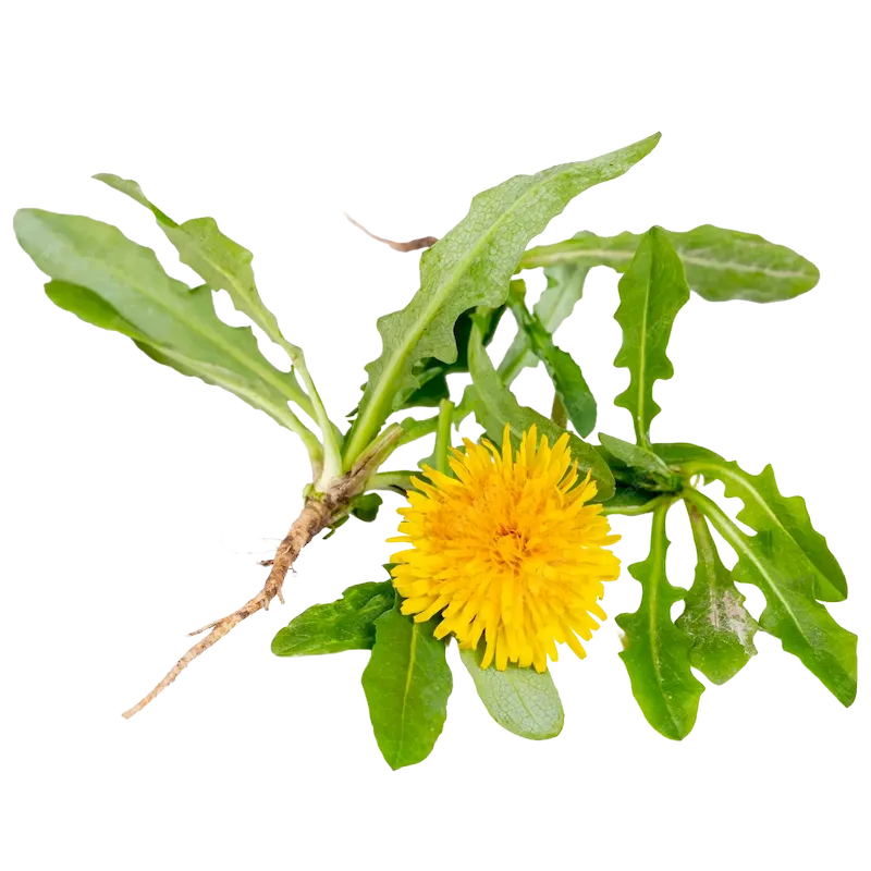 Dandelion