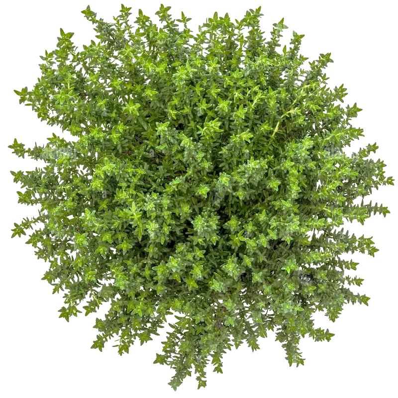 Thyme