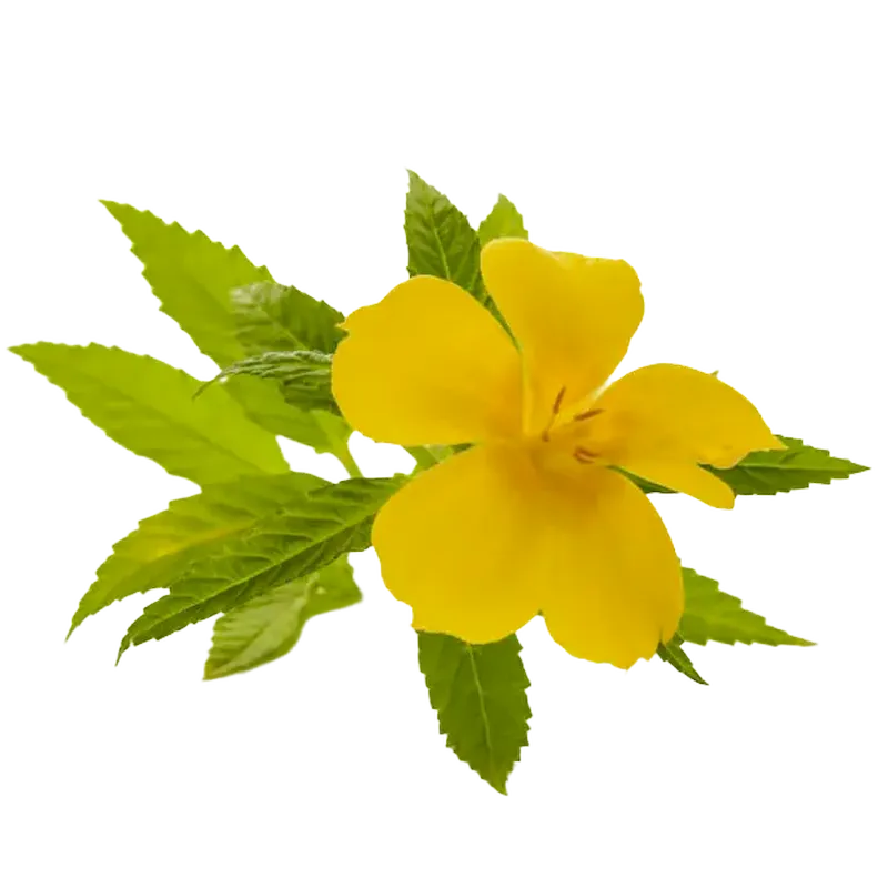Damiana