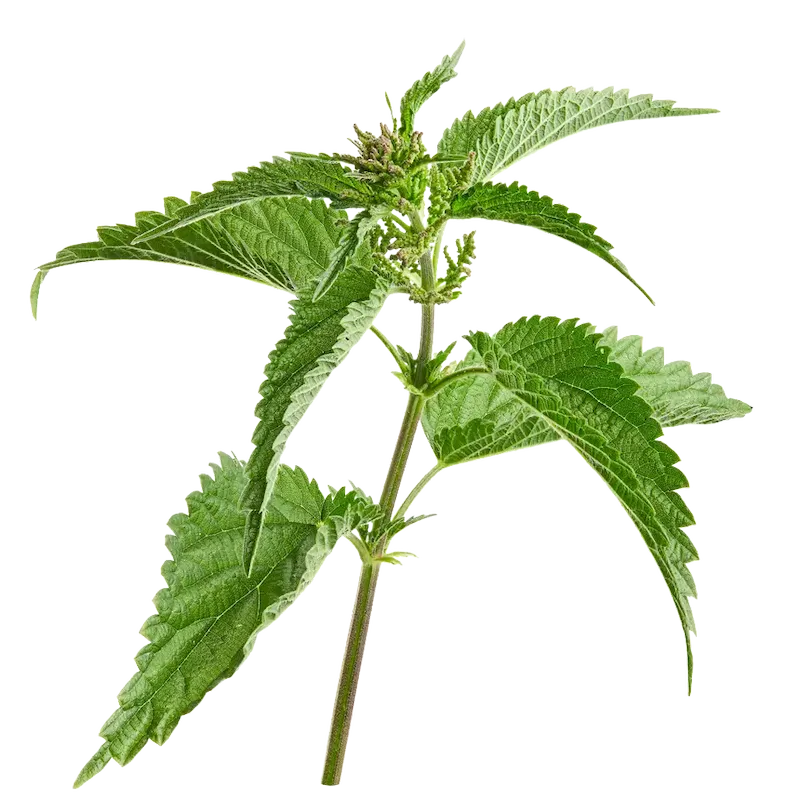 Nettle