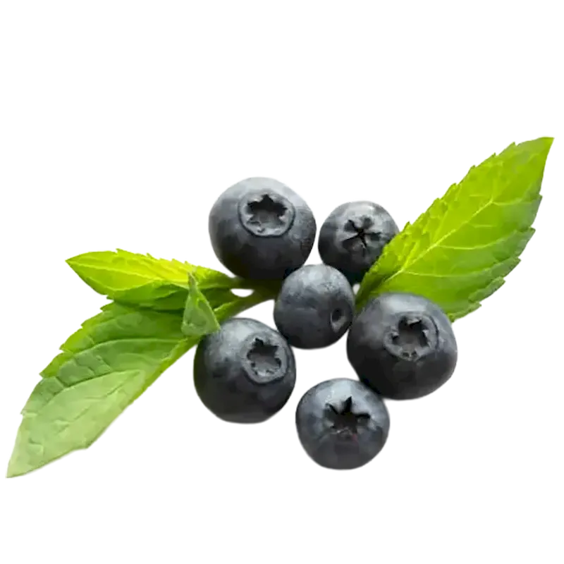 Bilberry