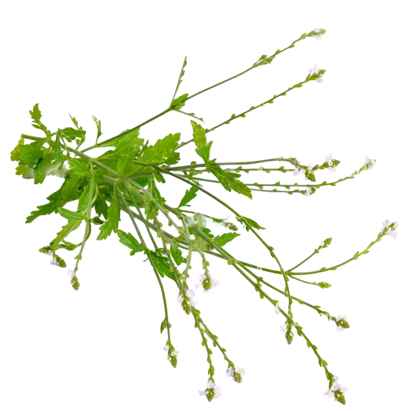 Vervain