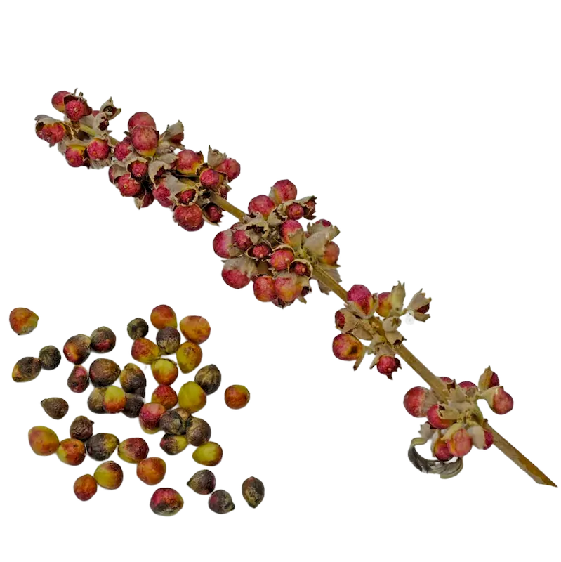 Chaste Tree