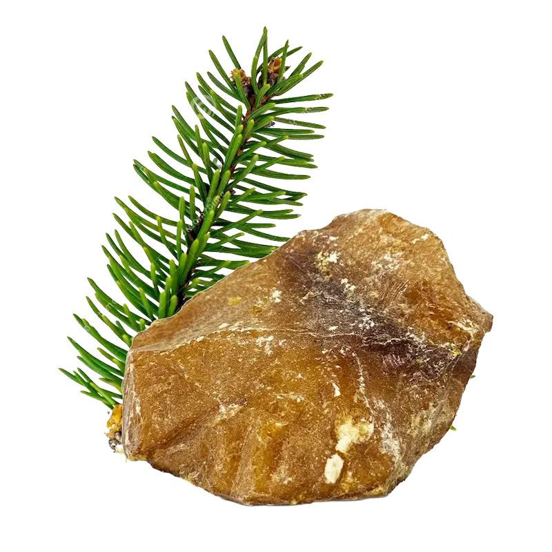 Balsam Fir