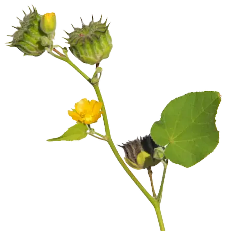 Kanghi