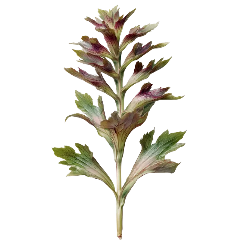 Acanthus