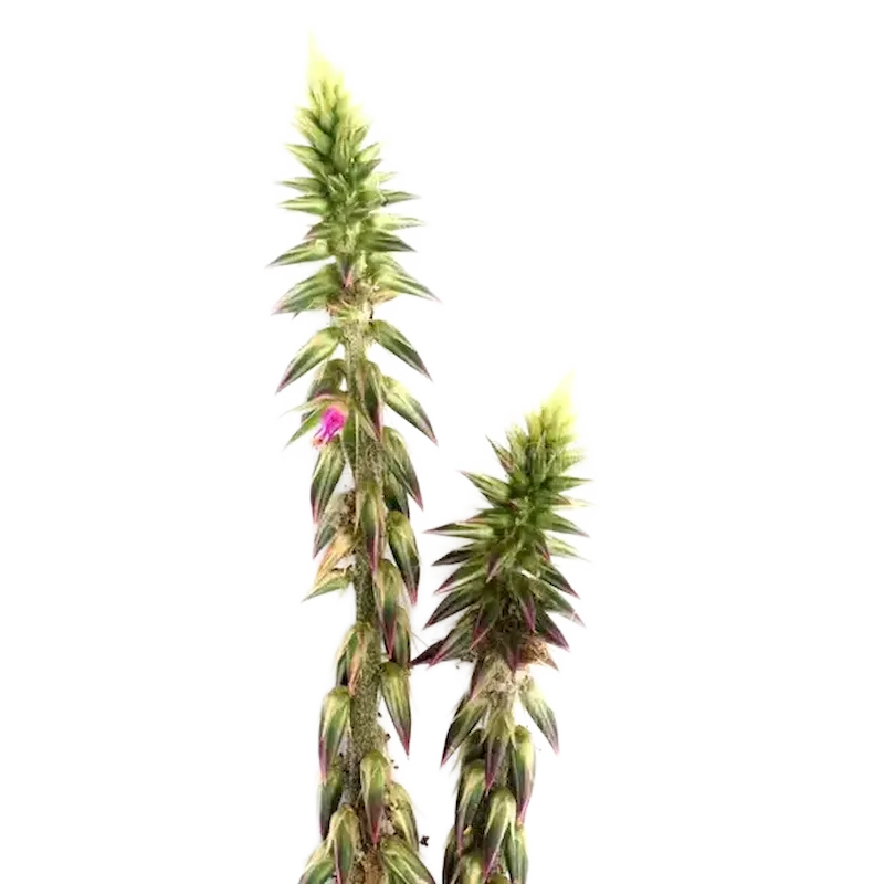 Chaff Flower