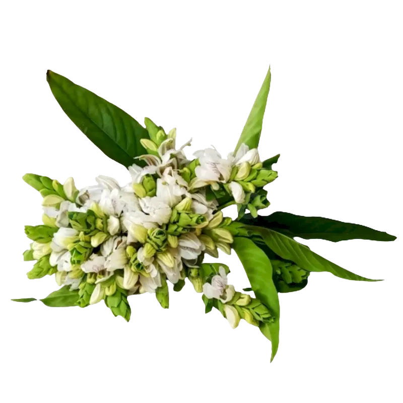 Malabar Nut