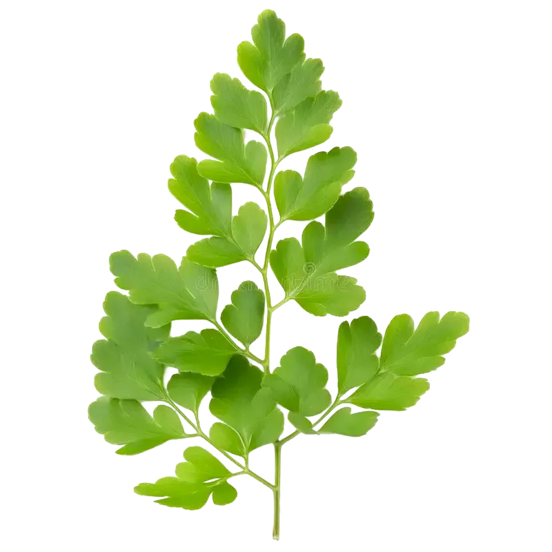 Maidenhair Fern
