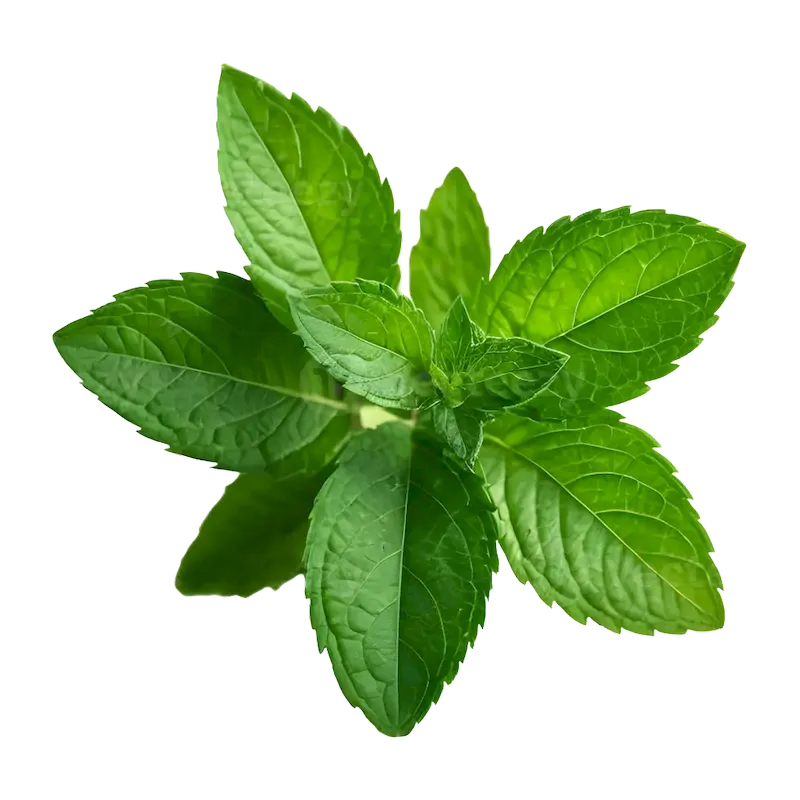 Korean Mint