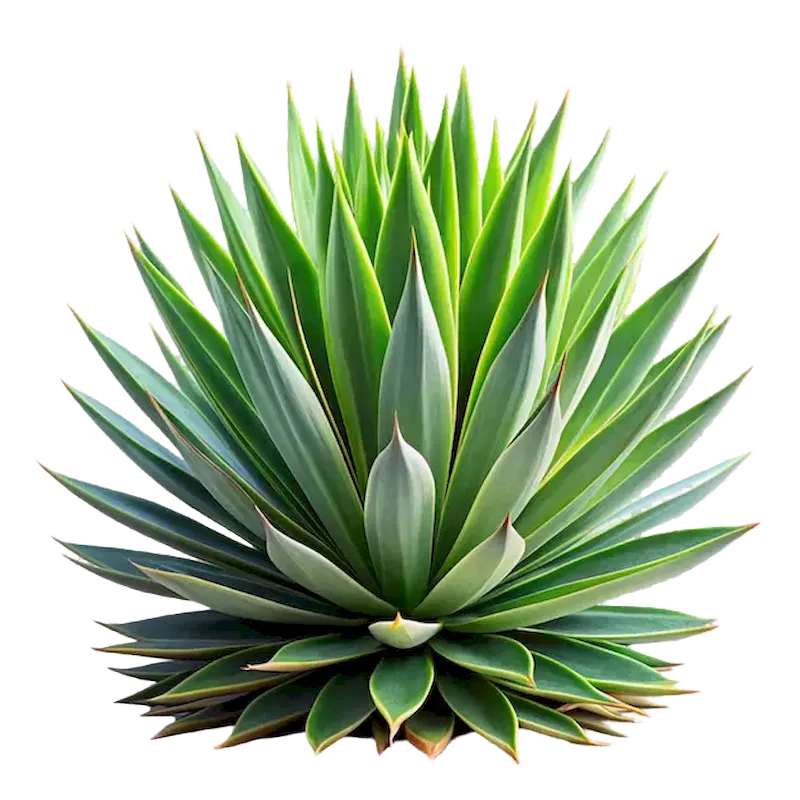 Agave