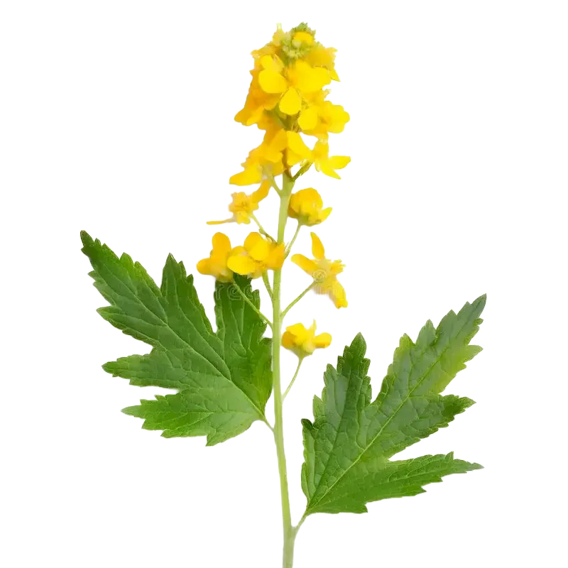 Agrimony