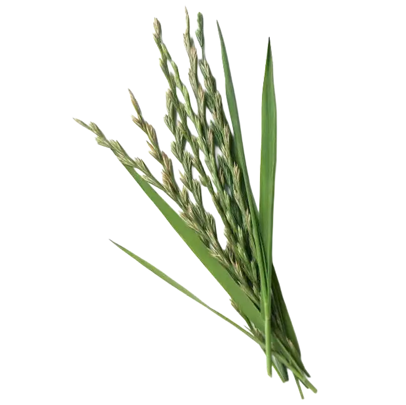 Couch Grass