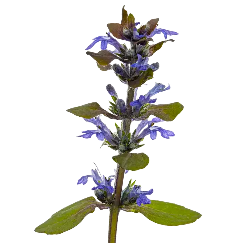 Bugle