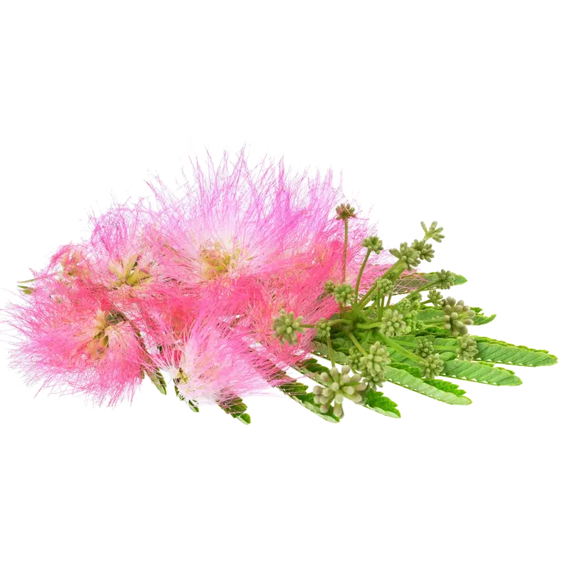 Albizia