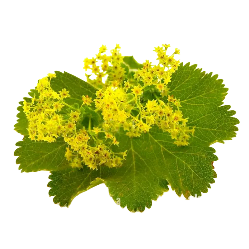 Lady's Mantle