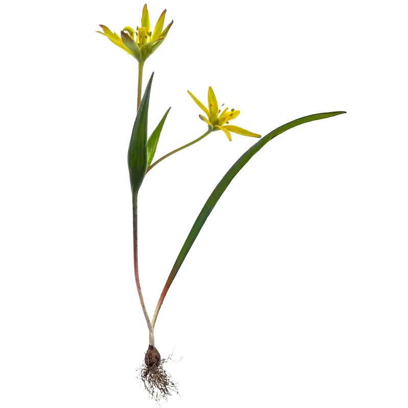 Star Grass