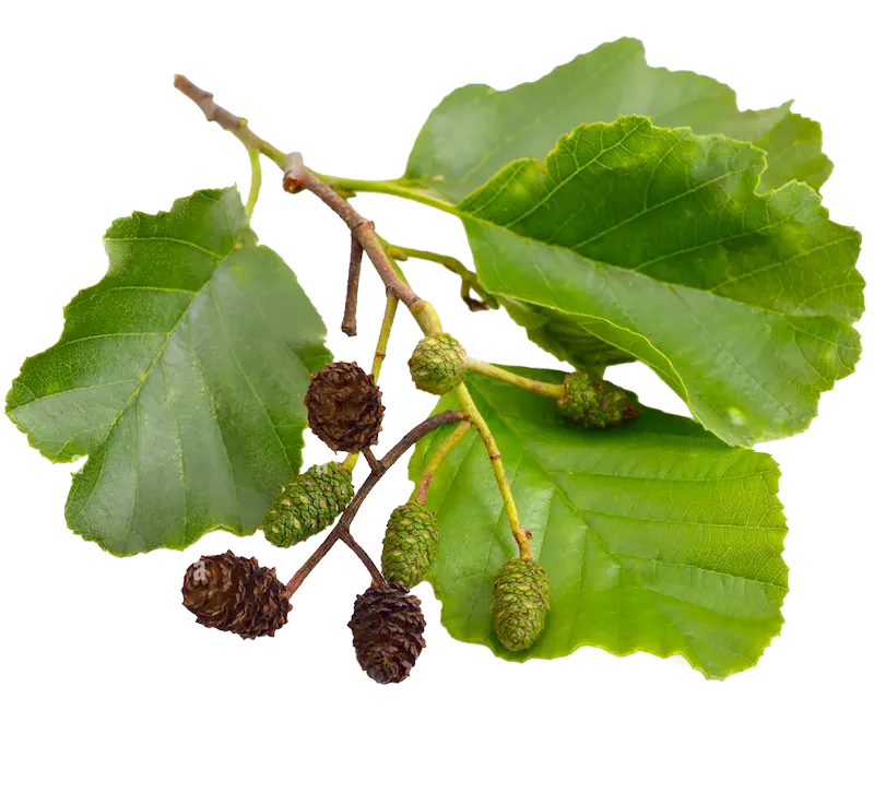 Alder