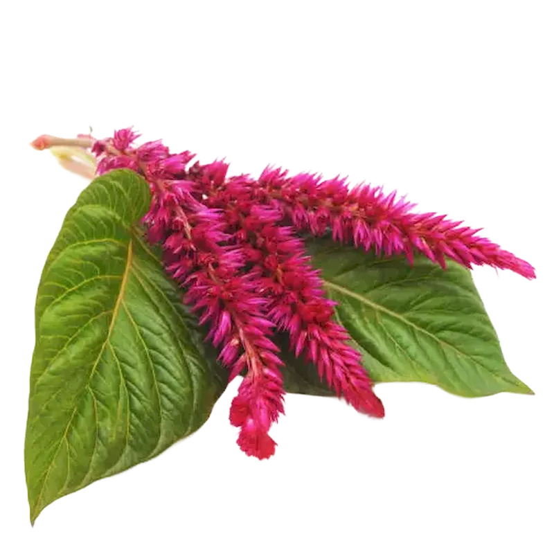 Amaranth