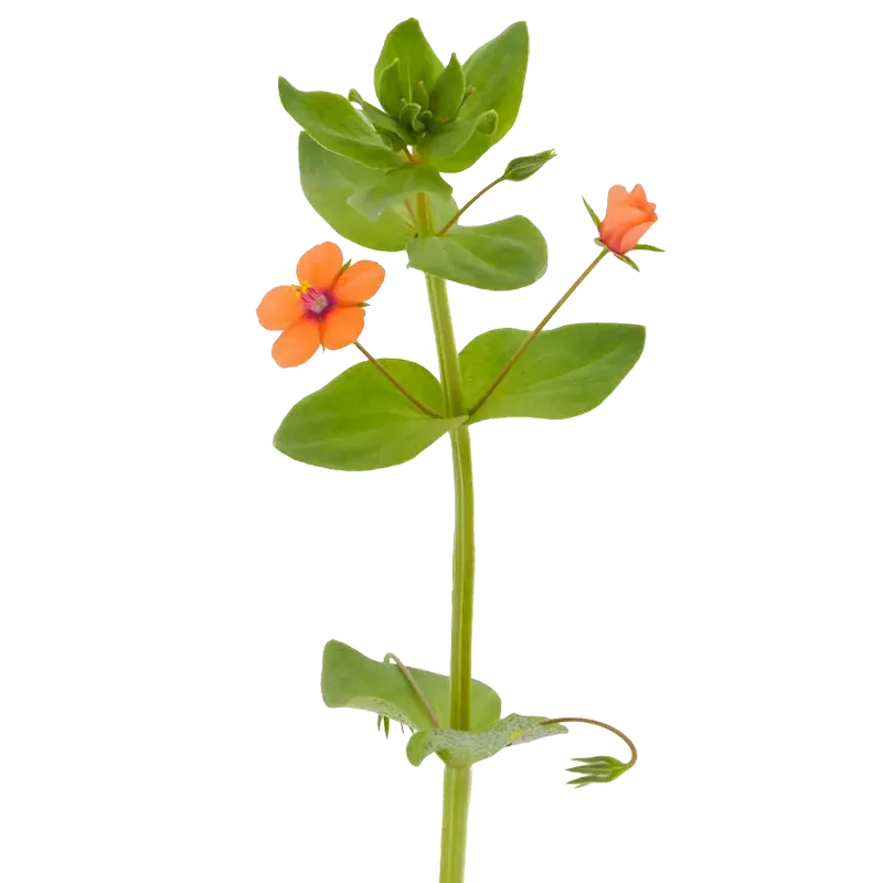 Scarlet Pimpernel