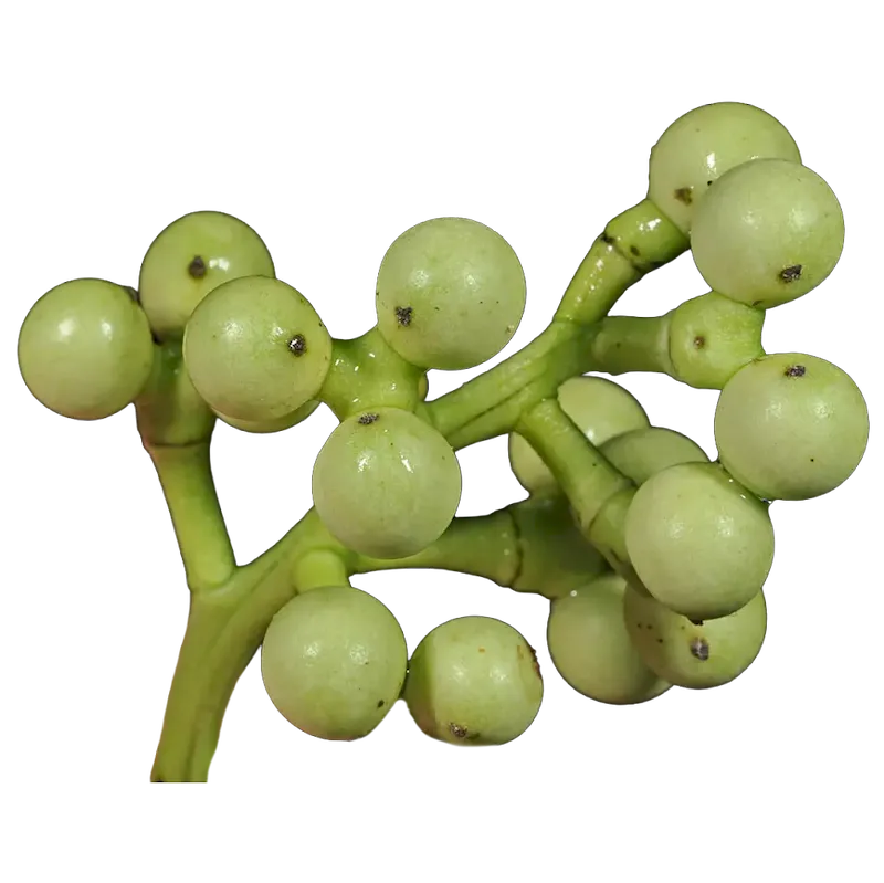 Indian Berry