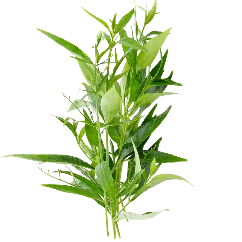 Andrographis