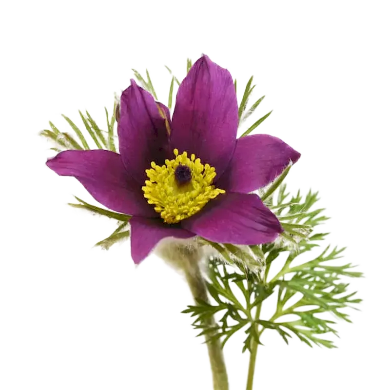 Pulsatilla