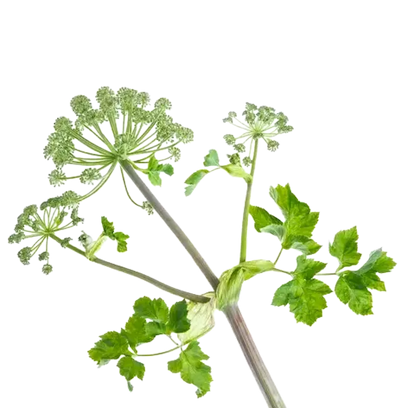 Angelica