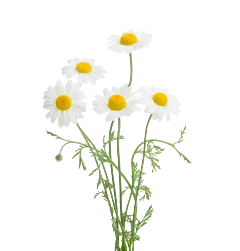 Mayweed