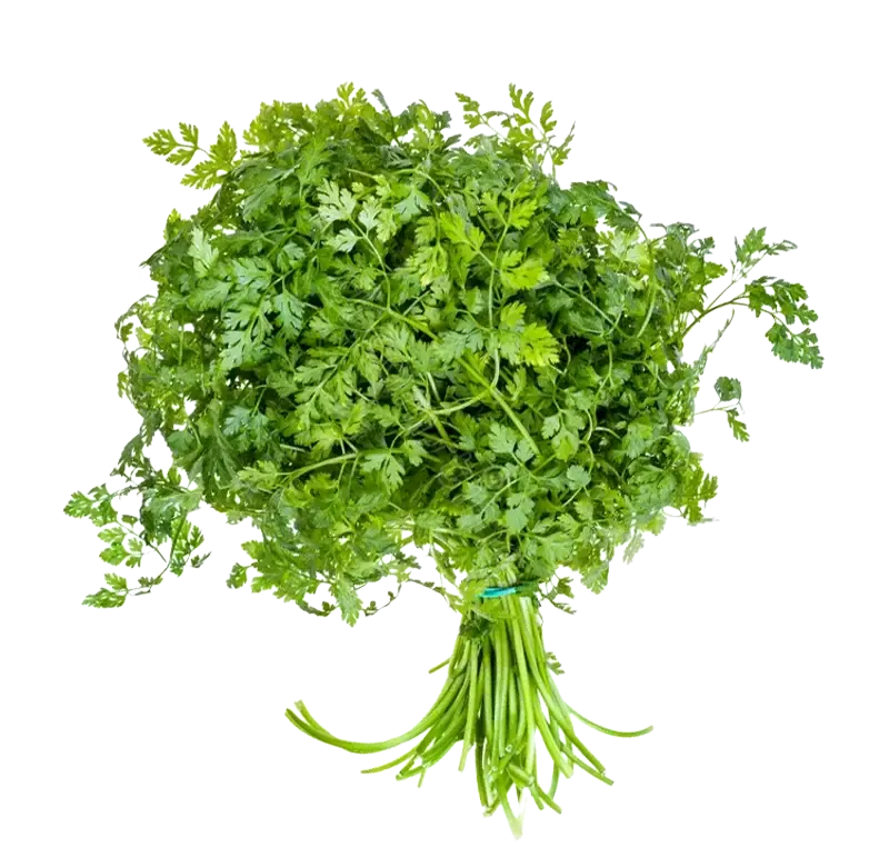 Chervil