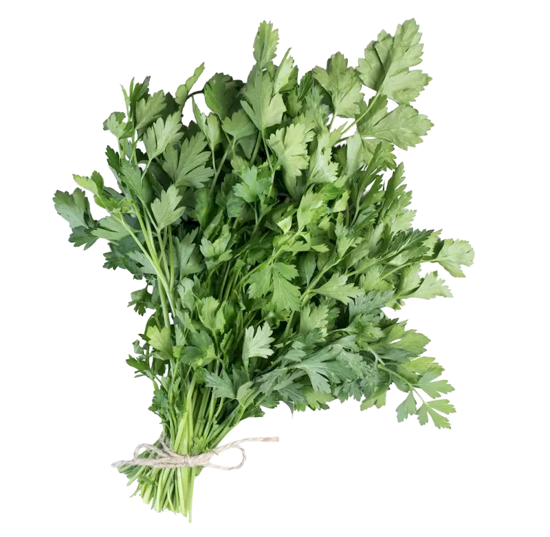 Parsley Piert