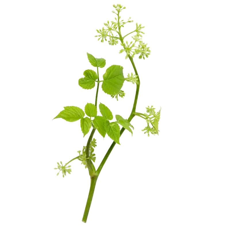 American Spikenard