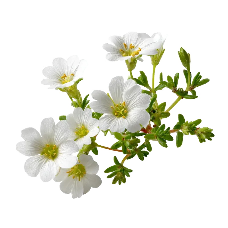 Sandwort