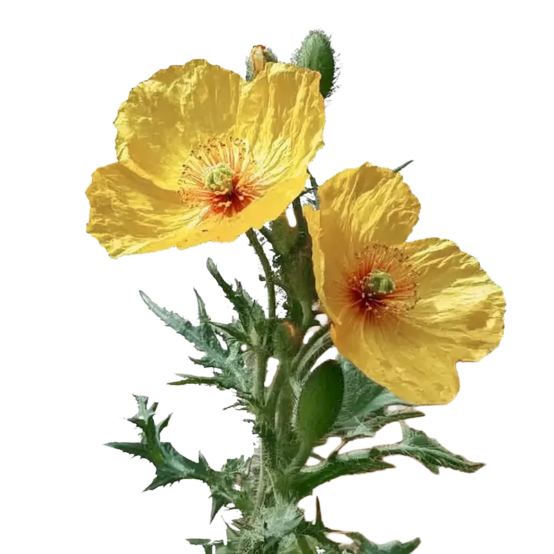 Mexican Poppy