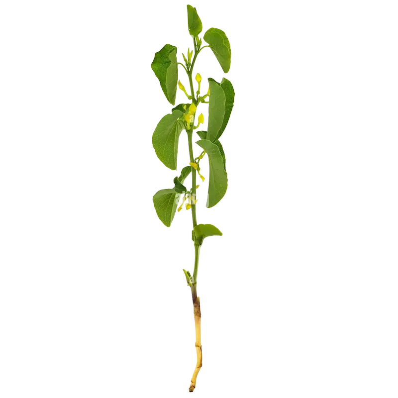 Birthwort