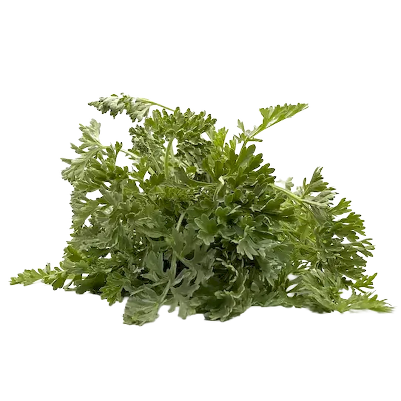 Levant Wormwood