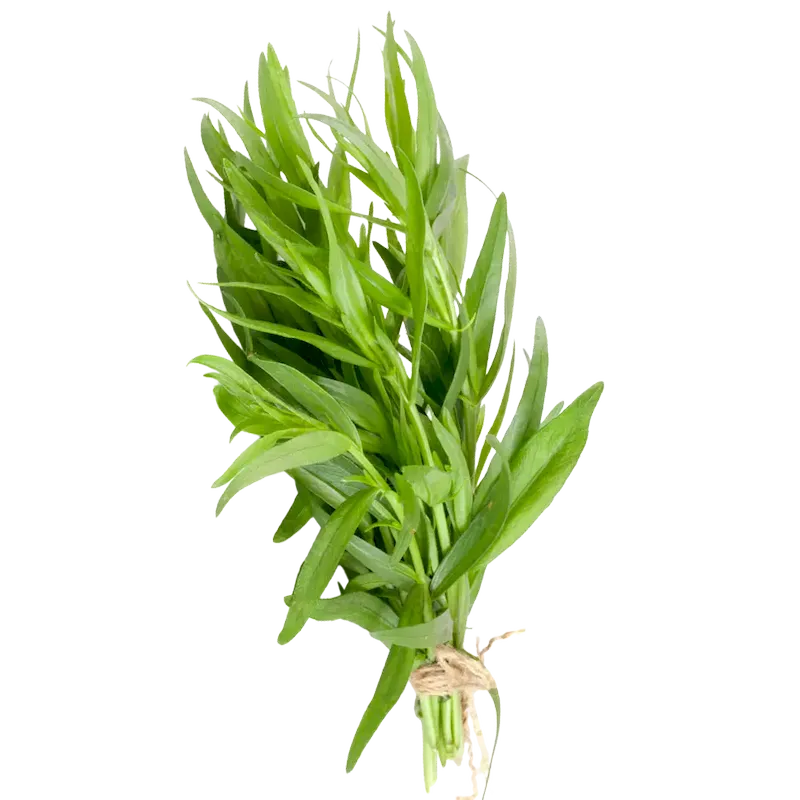 Tarragon