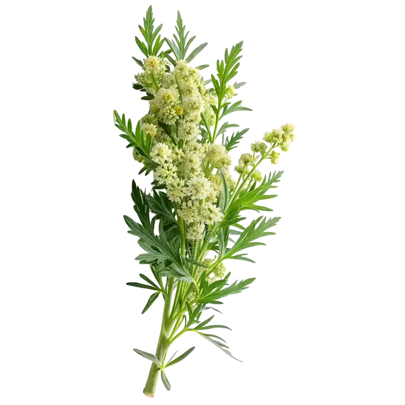 Mugwort