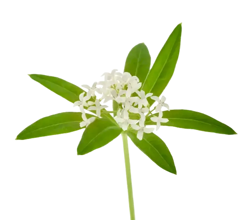 Sweet Woodruff