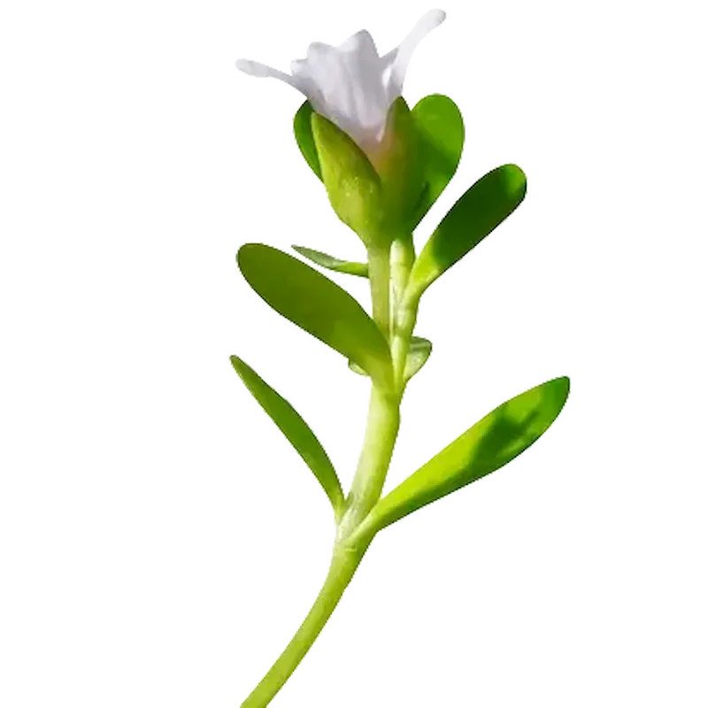 Water Hyssop