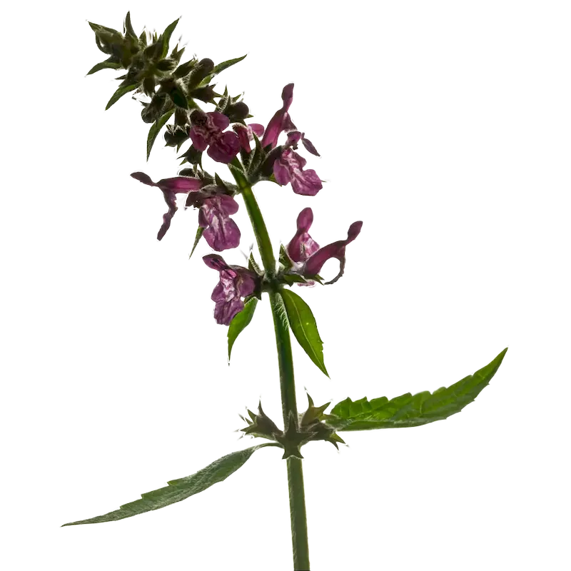 Black Horehound