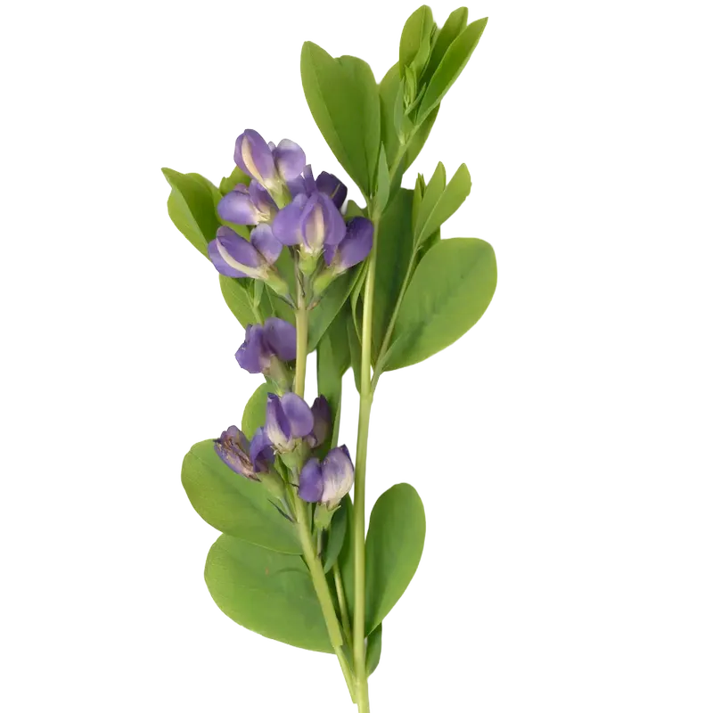 Wild Indigo