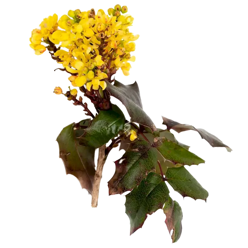 Oregon Grape