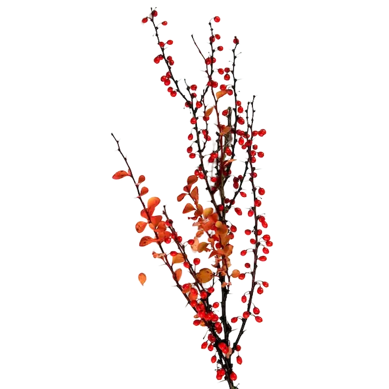 Barberry