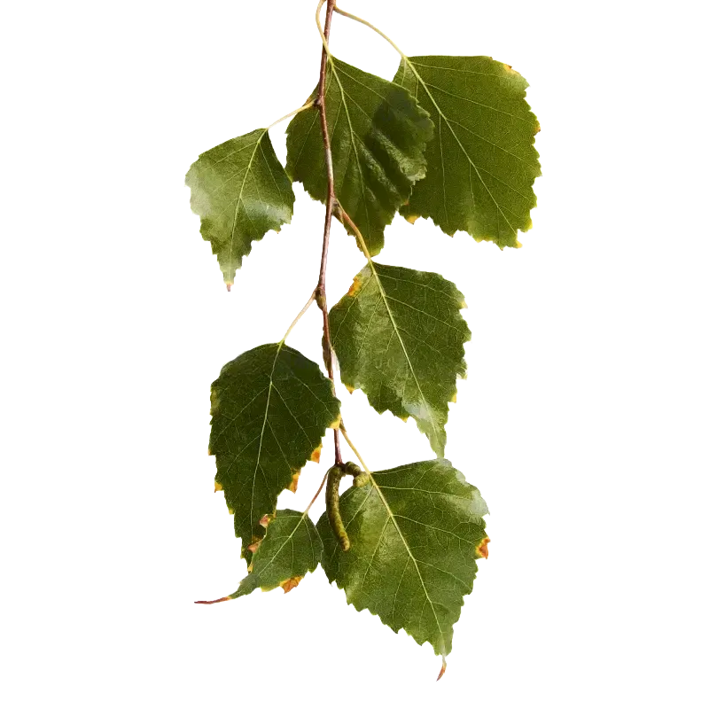 Silver Birch