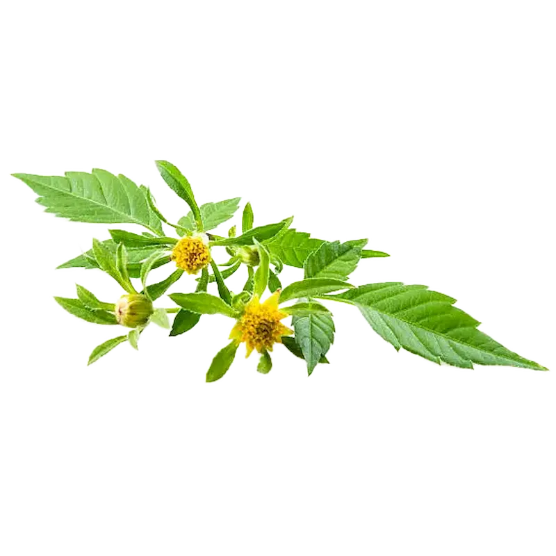 Bur Marigold