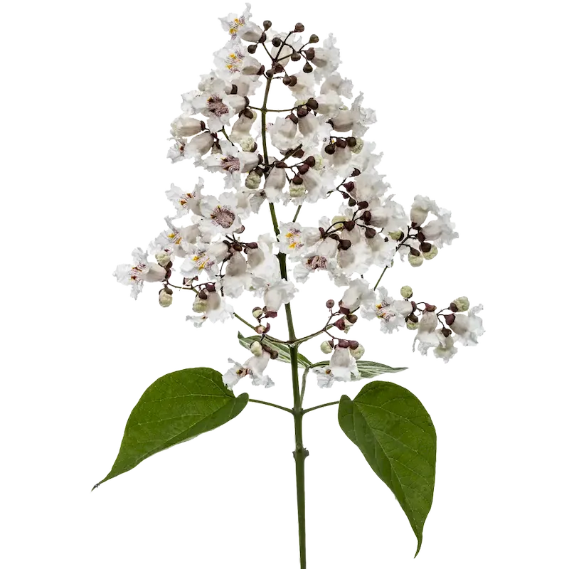 Catalpa