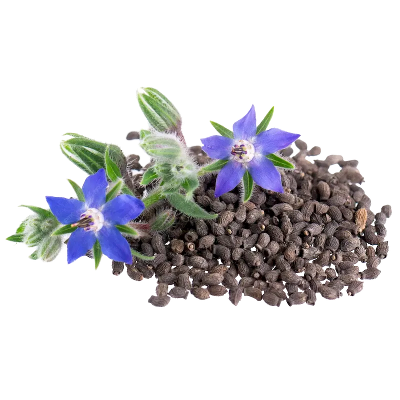 Borage