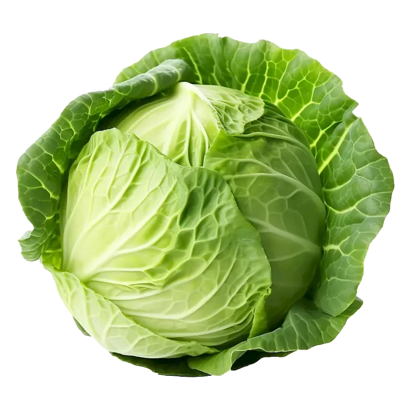 Cabbage